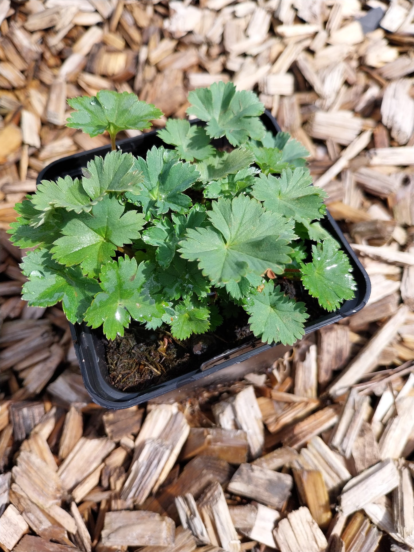 Alchemilla erythropoda Zwergiger Frauenmantel