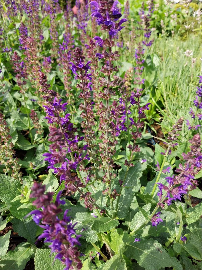 Salvia nemorosa 'Mainacht' Blüten-Salbei
