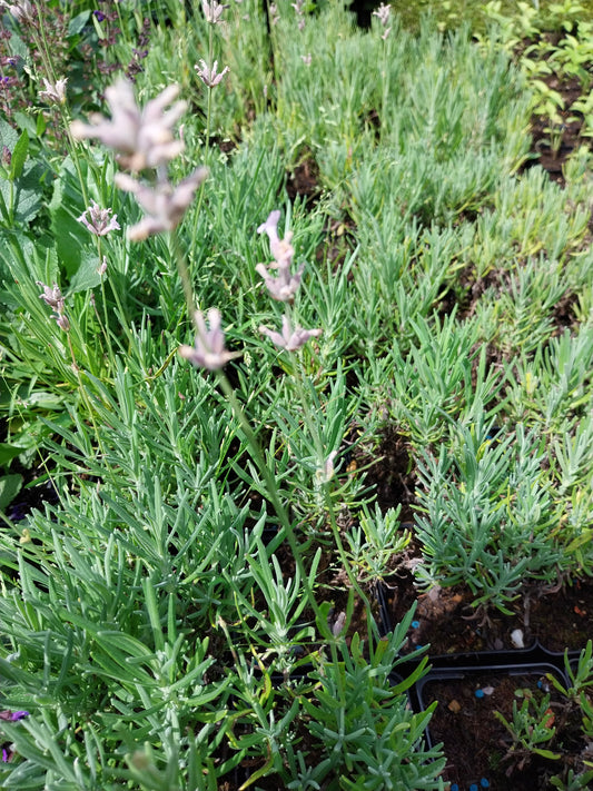 Lavandula angustifolia 'Rosea' Rosablühender Lavendel