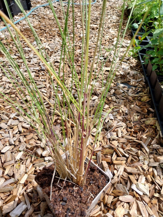 Cortaderia selloana 'Rosea' Rosablühendes Pampasgras