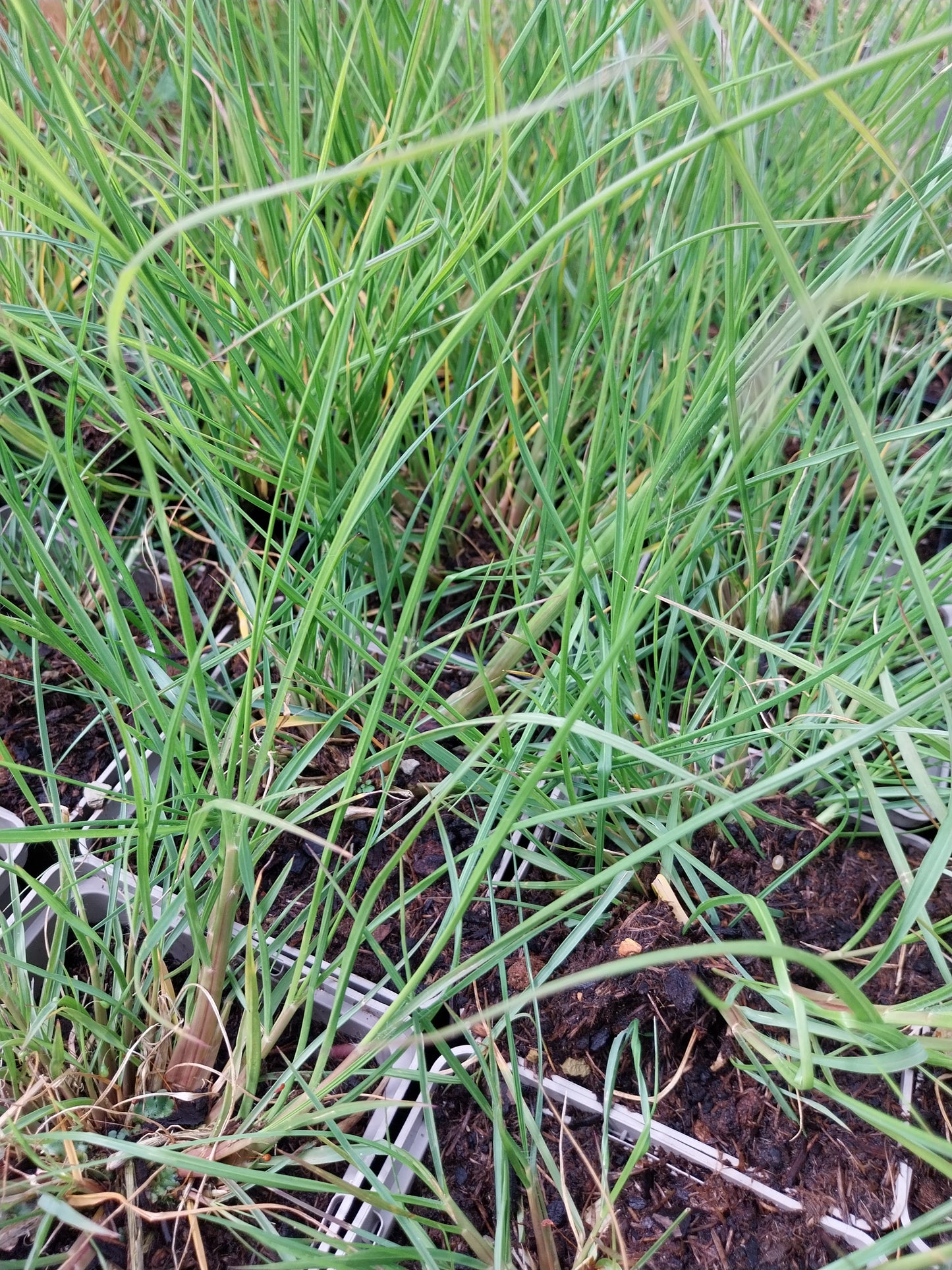 Pennisetum alopecuroides 'Hameln' Federborstengras