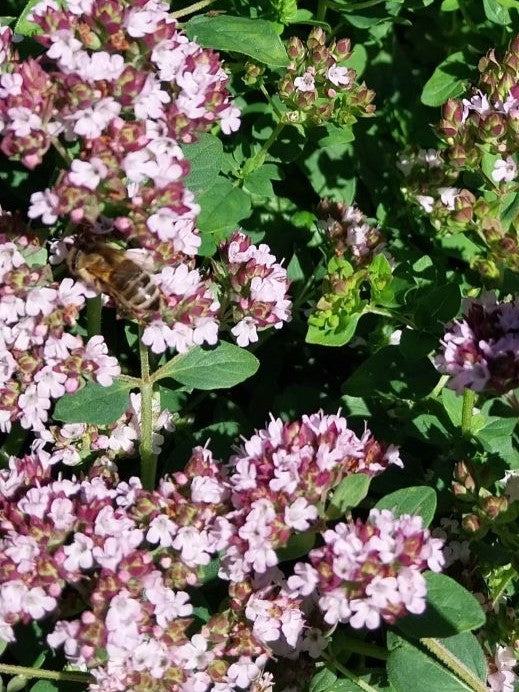 Origanum vulgare Gewöhnlicher Dost, Wilder Majoran