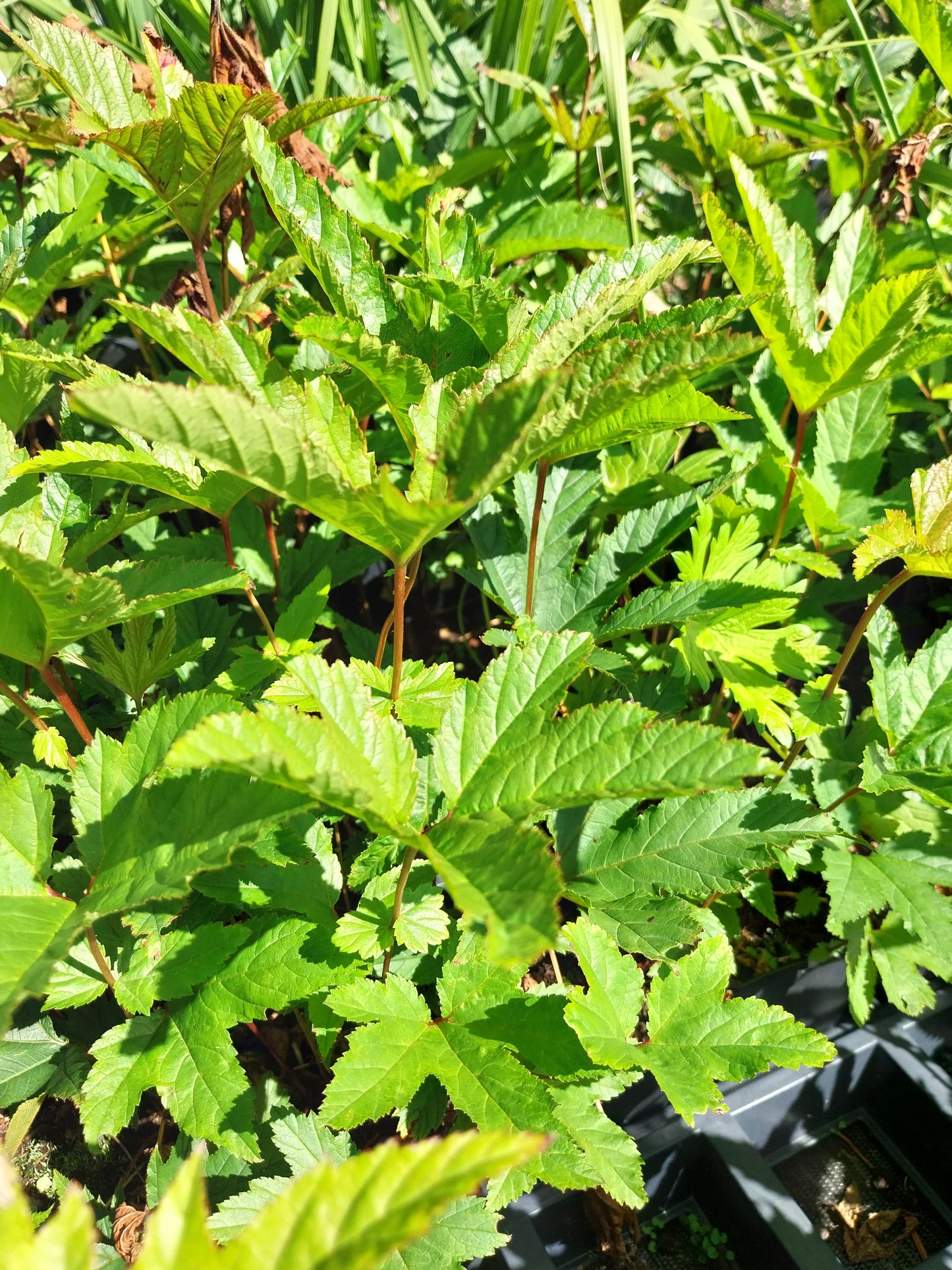 Filipendula rubra 'Venusta' Mädesüß