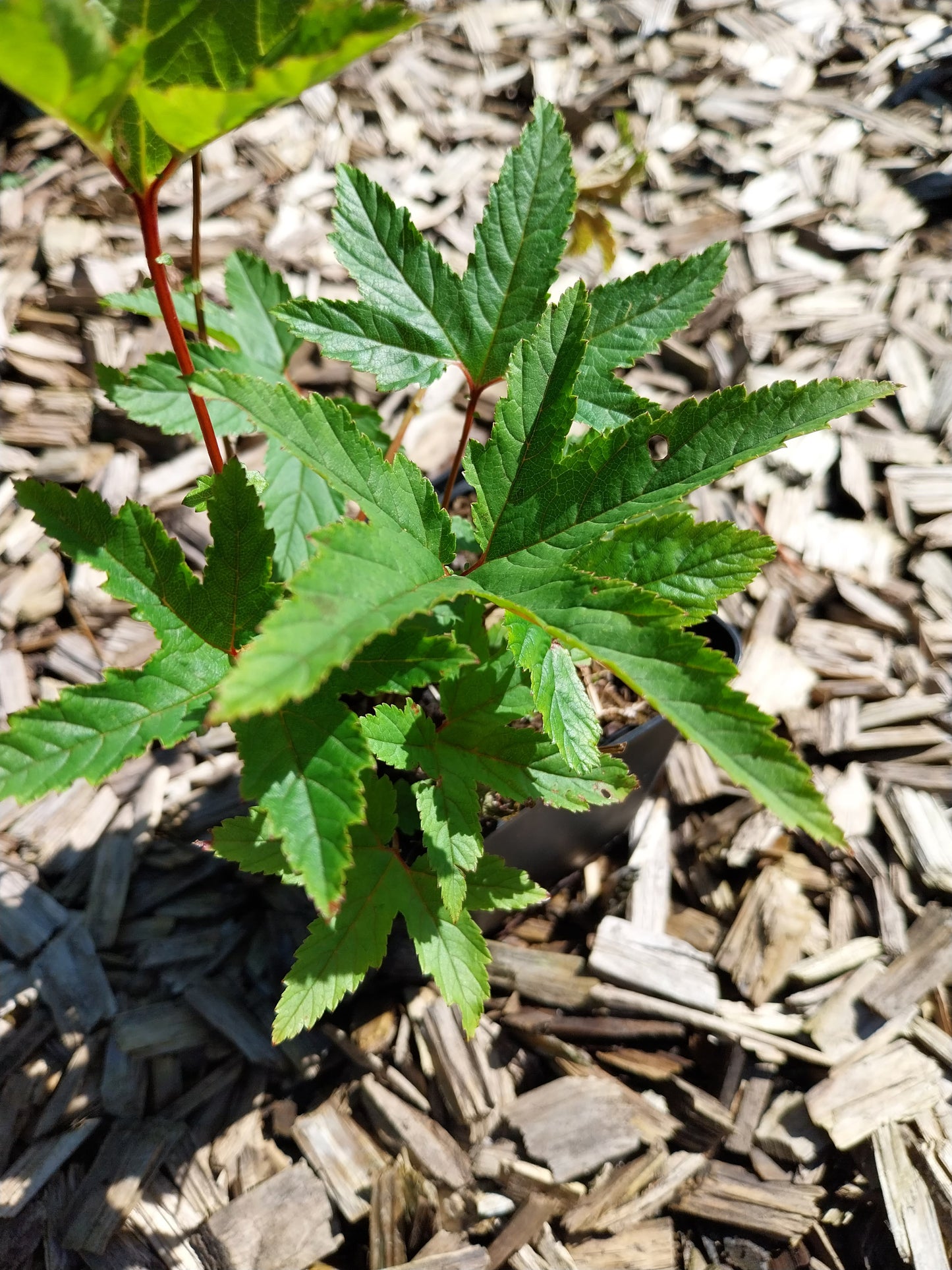 Filipendula rubra 'Venusta' Mädesüß