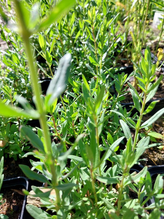 Hyssopus officinalis Apotheker-Ysop