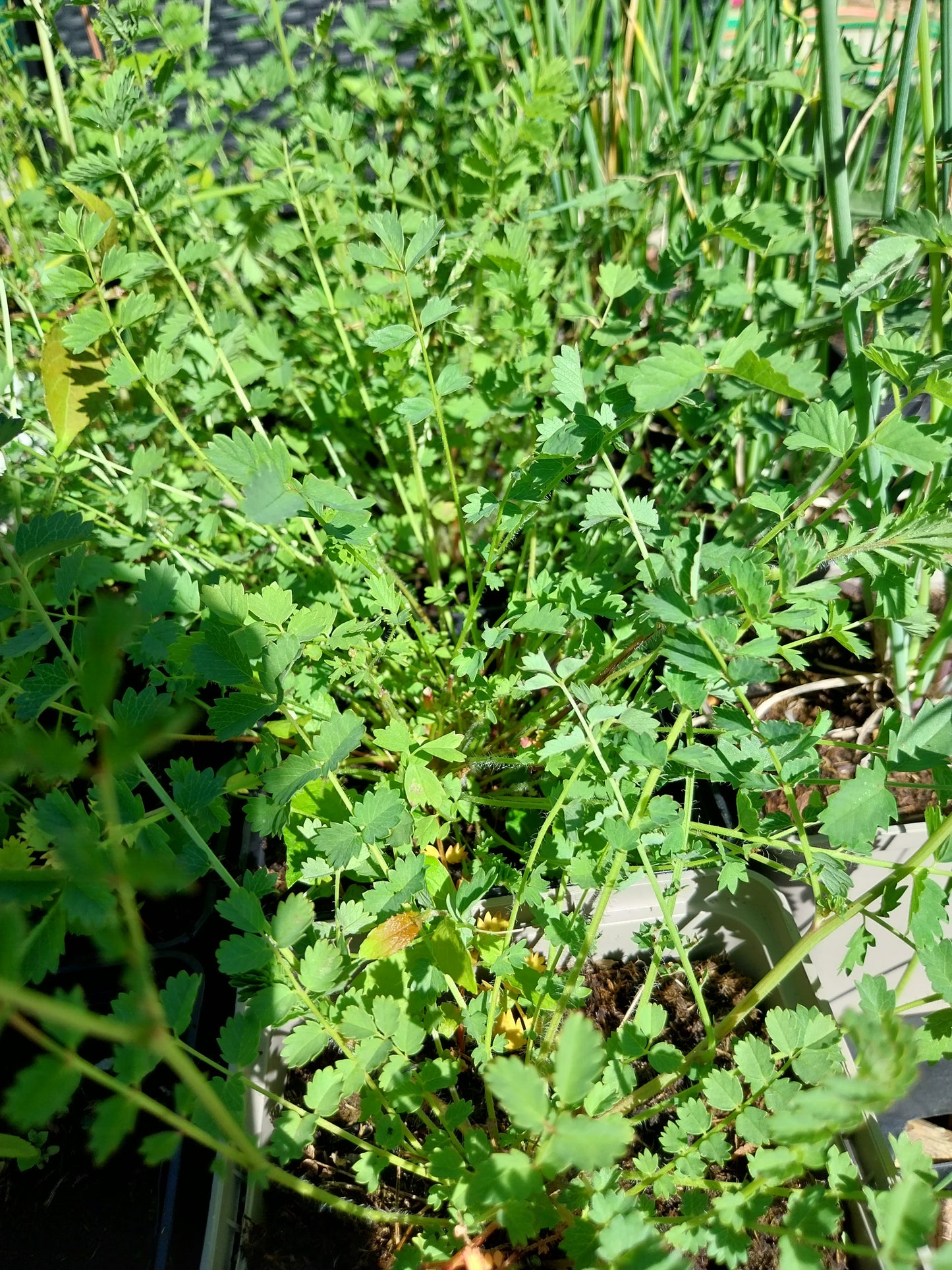 Sanguisorba minor Kleiner Wiesenknopf/ Pimpinelle