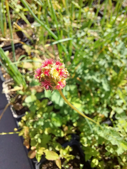Sanguisorba minor Kleiner Wiesenknopf/ Pimpinelle