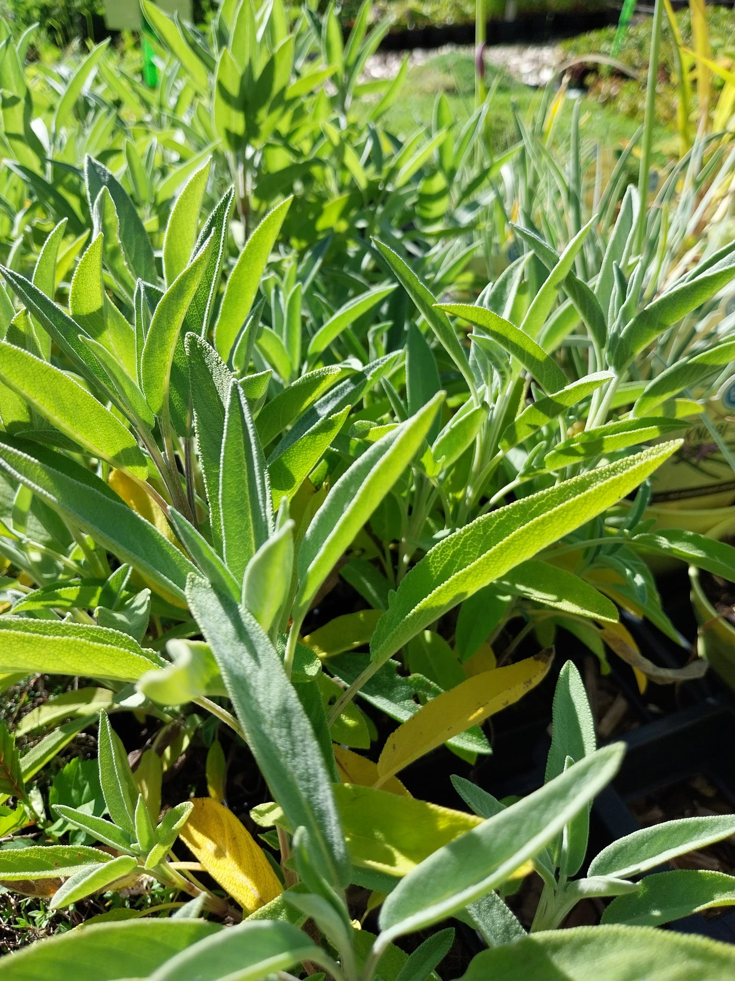 Salvia officinalis Echter Salbei