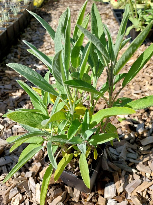 Salvia officinalis Echter Salbei