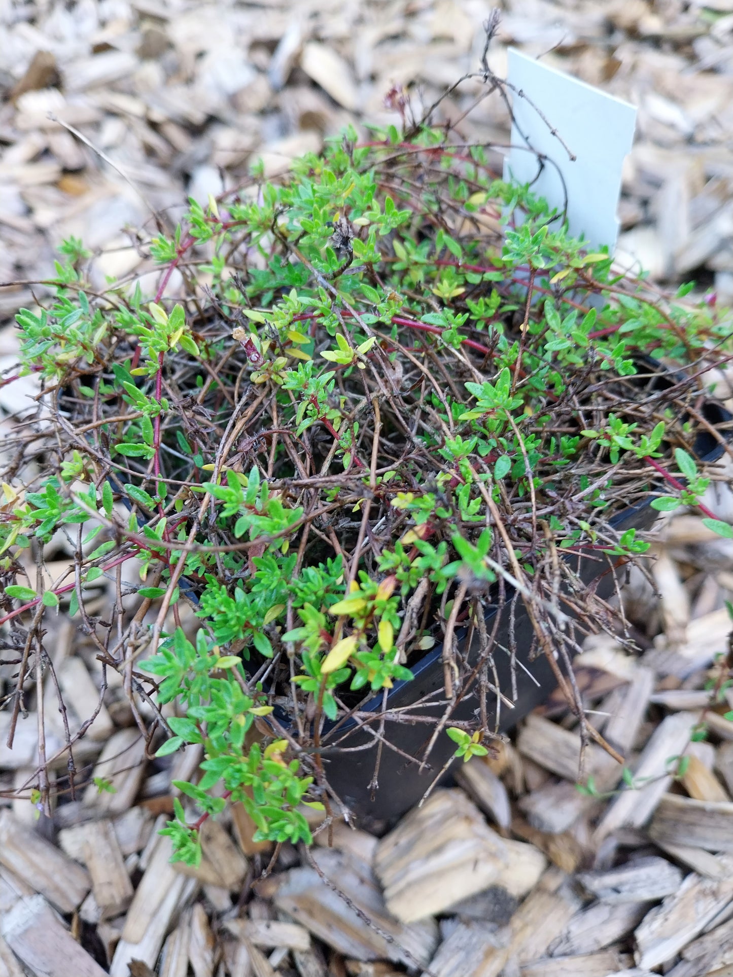 Thymus herba-barona var. citriodora Zitronen-Kümmel-Thymian
