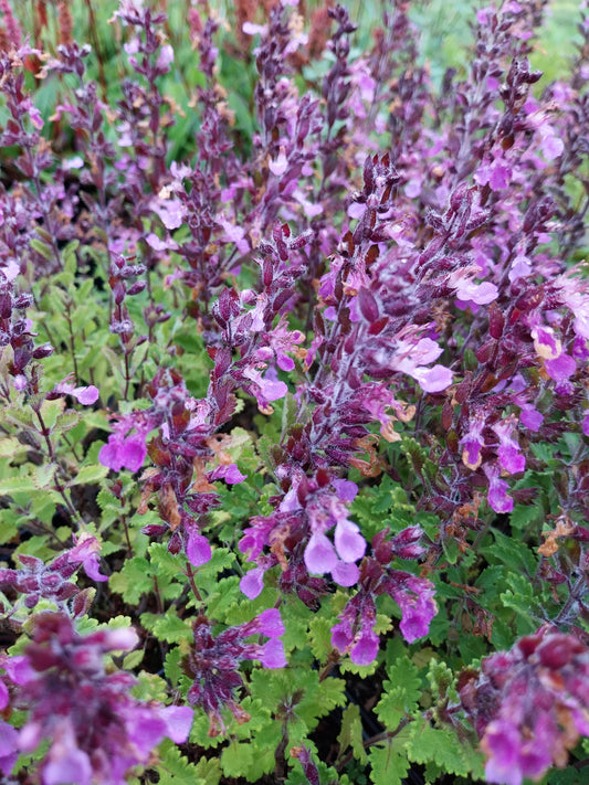 Teucrium × lucidrys Gamander