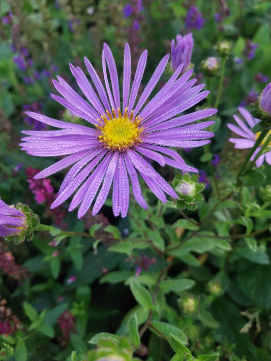 Aster amellus 'Rudolf Goethe' Sommer-Aster