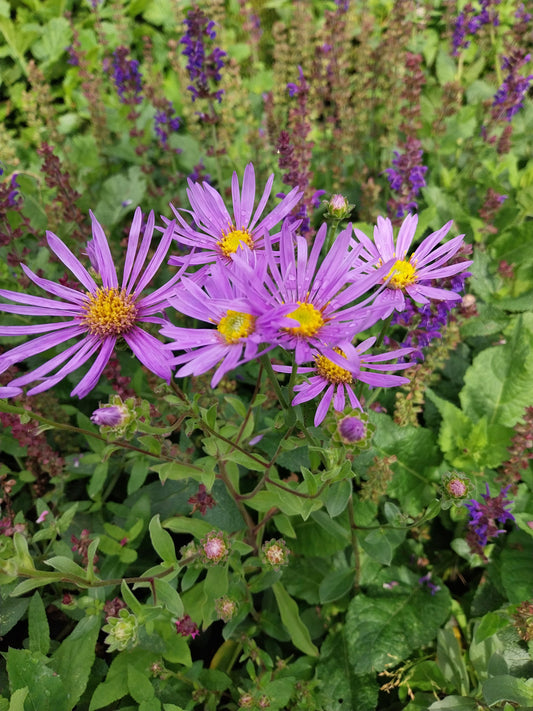 Aster amellus 'Rudolf Goethe' Sommer-Aster