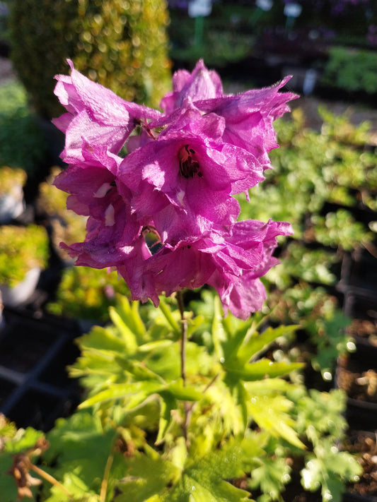 Delphinium × cultorum Pacific 'Astolat' Pacific Rittersporn