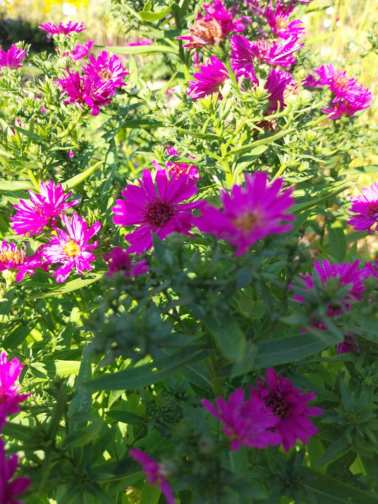 Aster dumosus 'Jenny' Kissen-Aster
