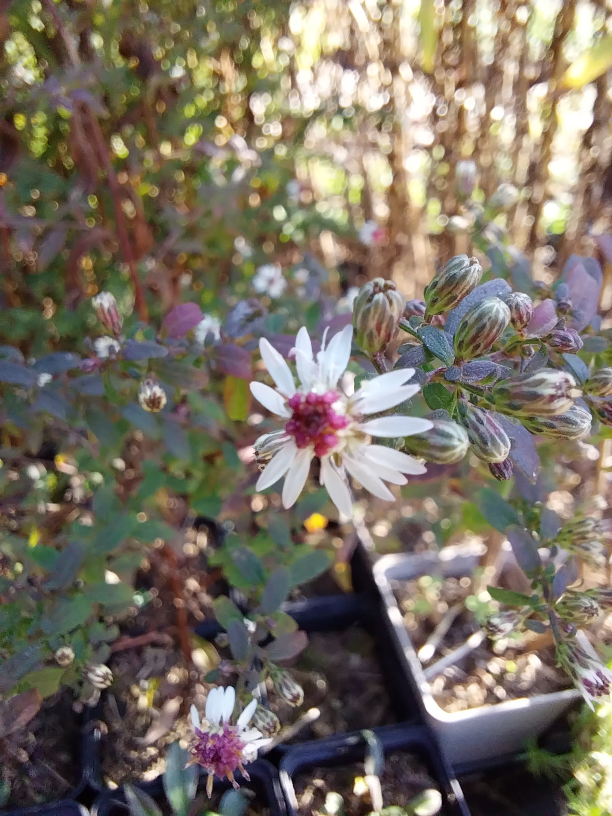 Aster lateriflorus var. horizontalis 'Prince' Waagerechte Aster