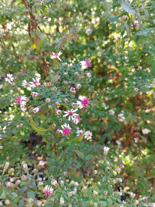 Aster lateriflorus var. horizontalis 'Prince' Waagerechte Aster
