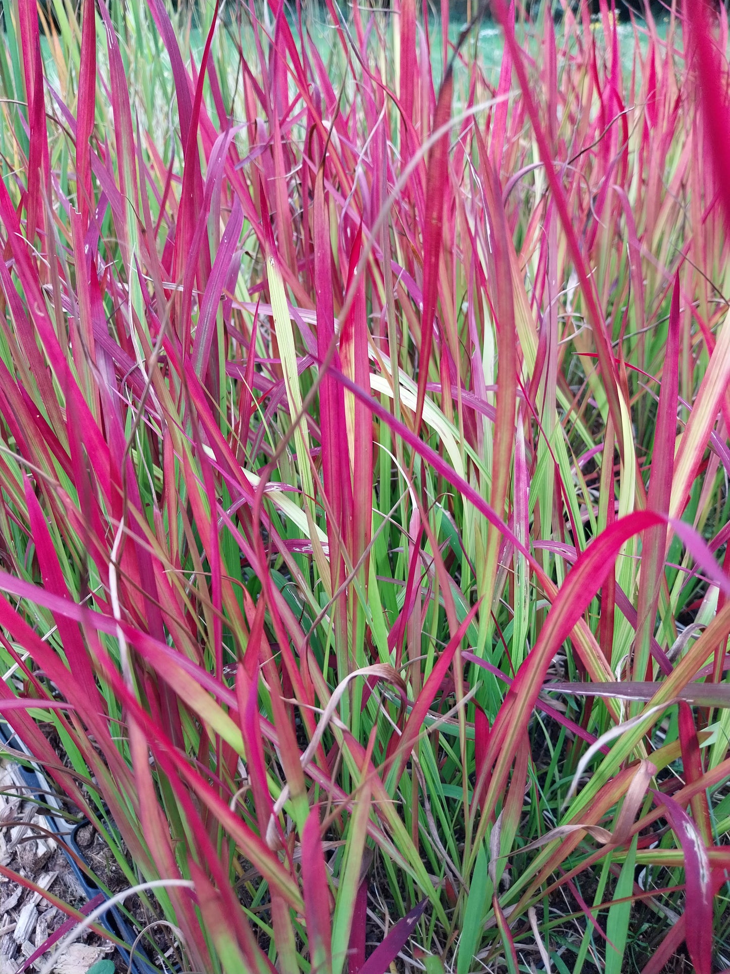 Imperata cylindrica 'Red Baron' Japanisches Blutgras
