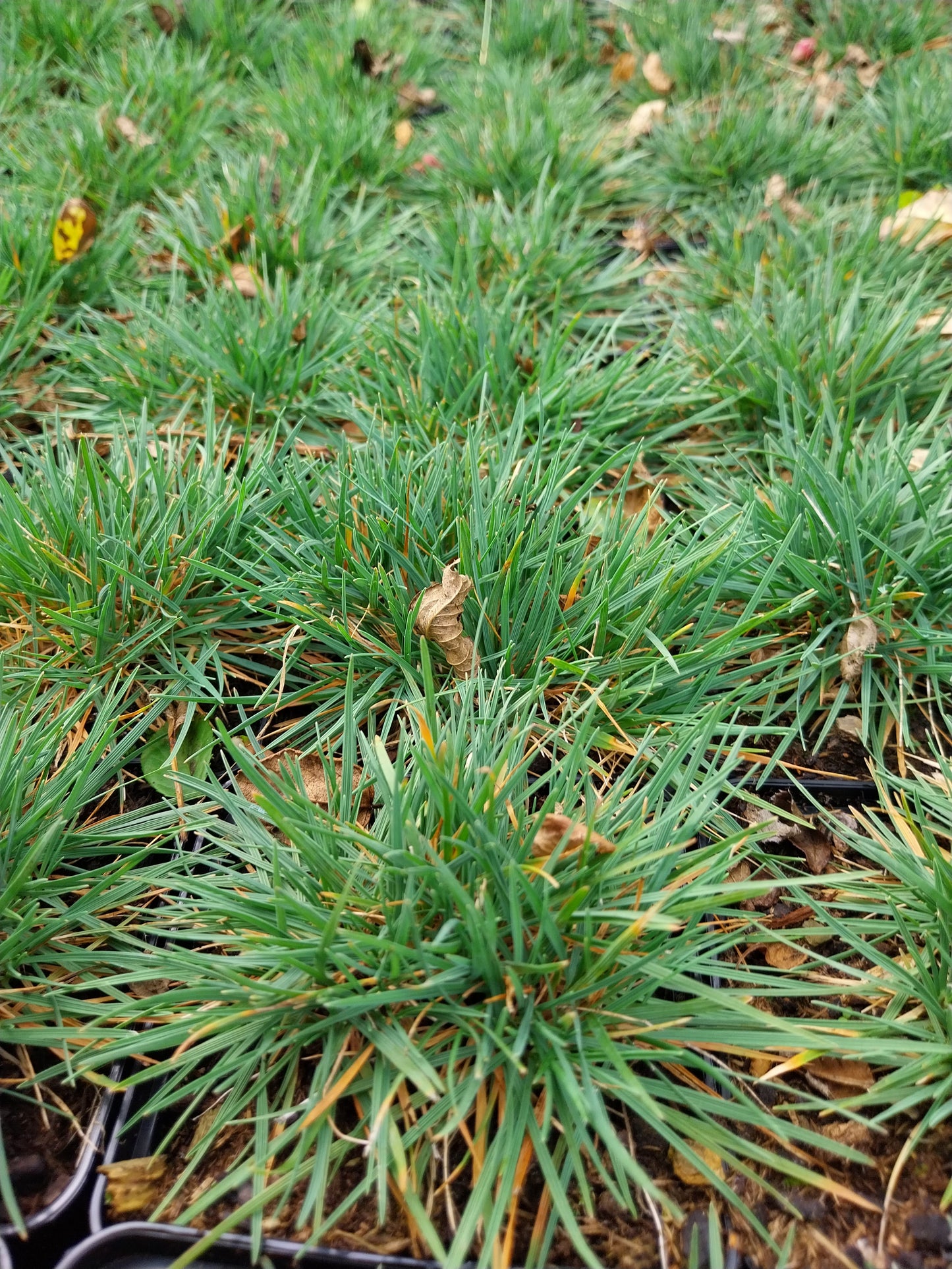 Koeleria glauca 'Lorsch' Blaugraues Schillergras