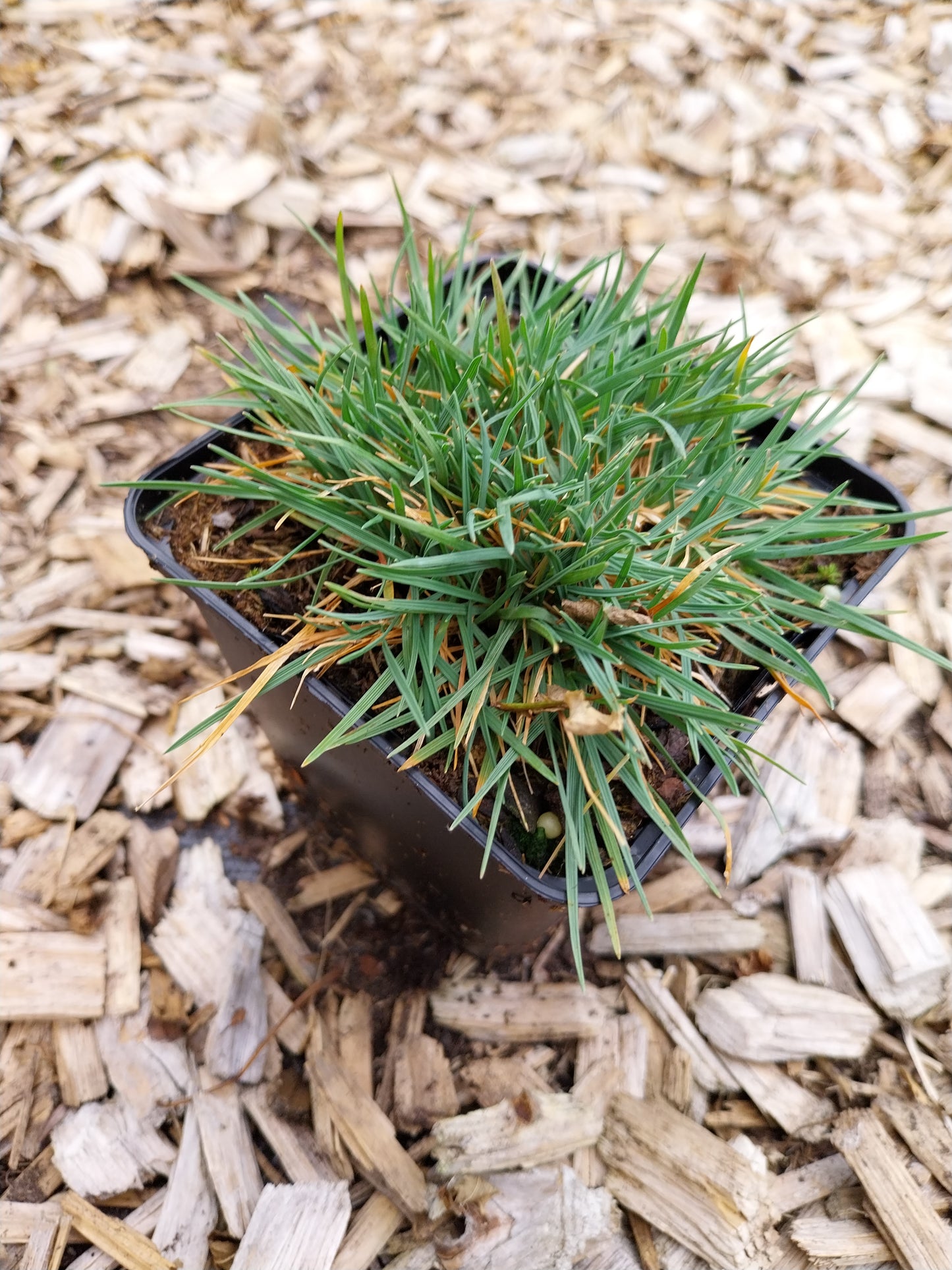 Koeleria glauca 'Lorsch' Blaugraues Schillergras
