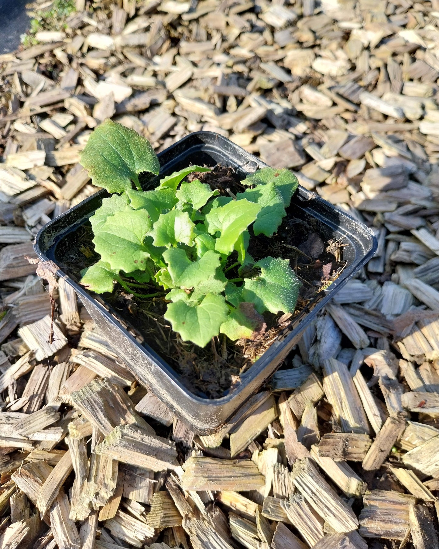 Doronicum orientale 'Little Leo' Gämswurz im Topf