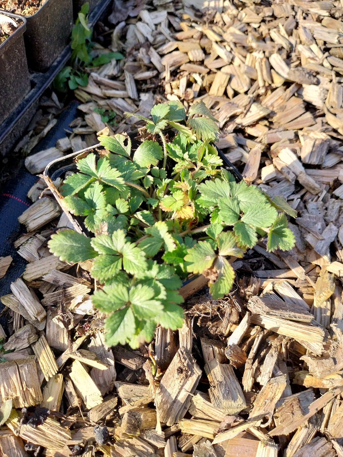 Duchesnea indica Scheinerdbeere, Trugerdbeere