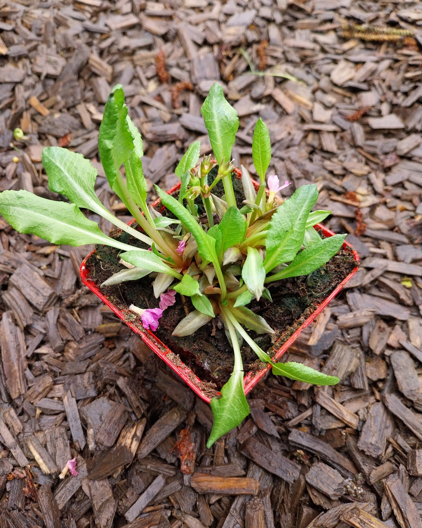 Schlüsselblume im Topf