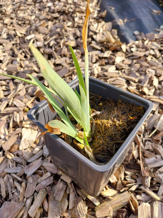 Iris × barbata-elatior 'Crinoline' Hohe Schwertlilie