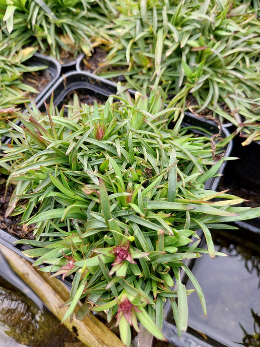 Lychnis alpina Alpen-Lichtnelke