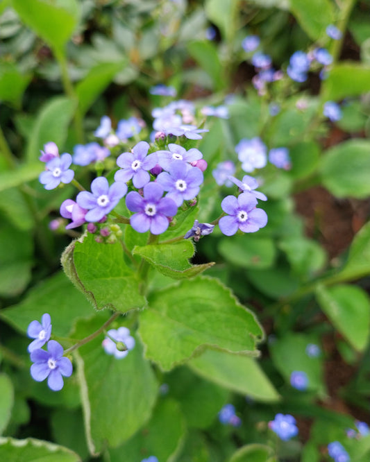 Brunnera macrophylla Großblättriges Kaukasusvergissmeinnicht in Blüte