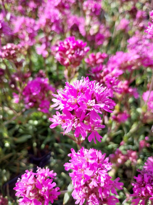 Lychnis alpina Alpen-Lichtnelke