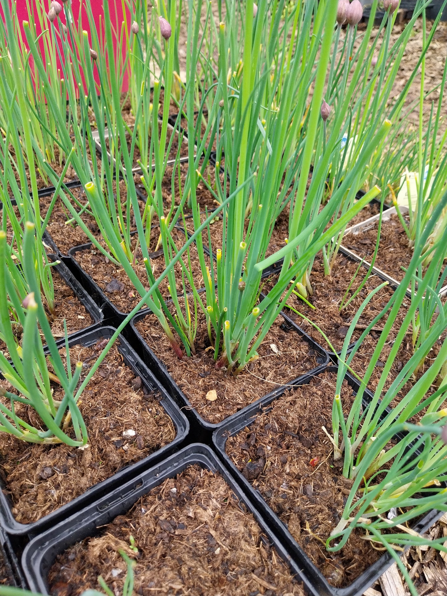 Allium schoenoprasum Schnittlauch