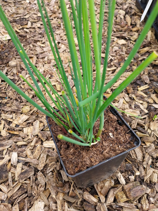 Allium schoenoprasum Schnittlauch