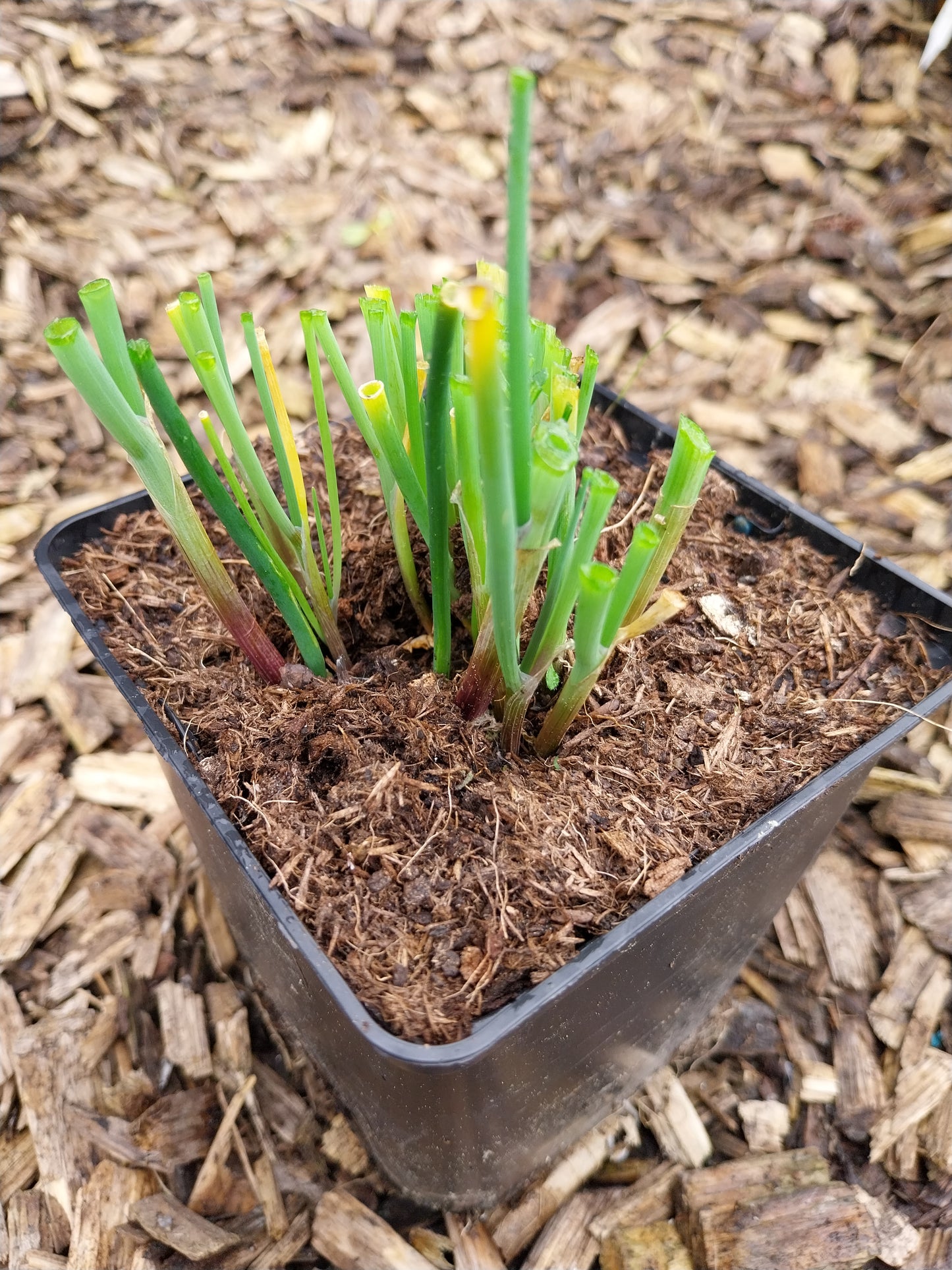 Allium schoenoprasum Schnittlauch