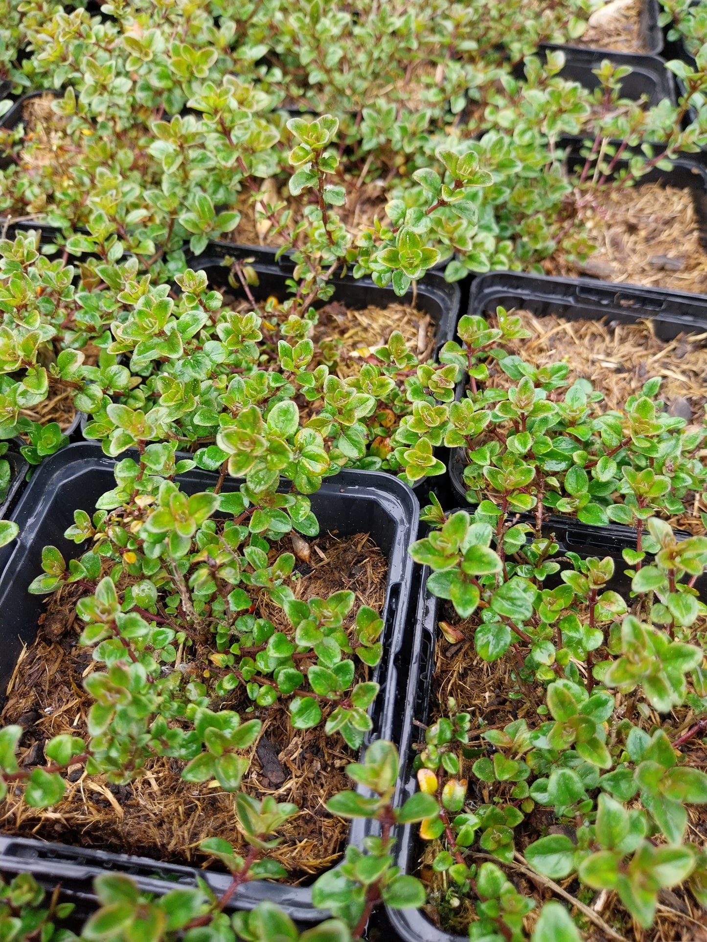 Thymus pulegioides 'Tabor' Pizzathymian