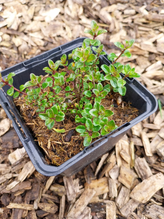 Thymus pulegioides 'Tabor' Pizzathymian