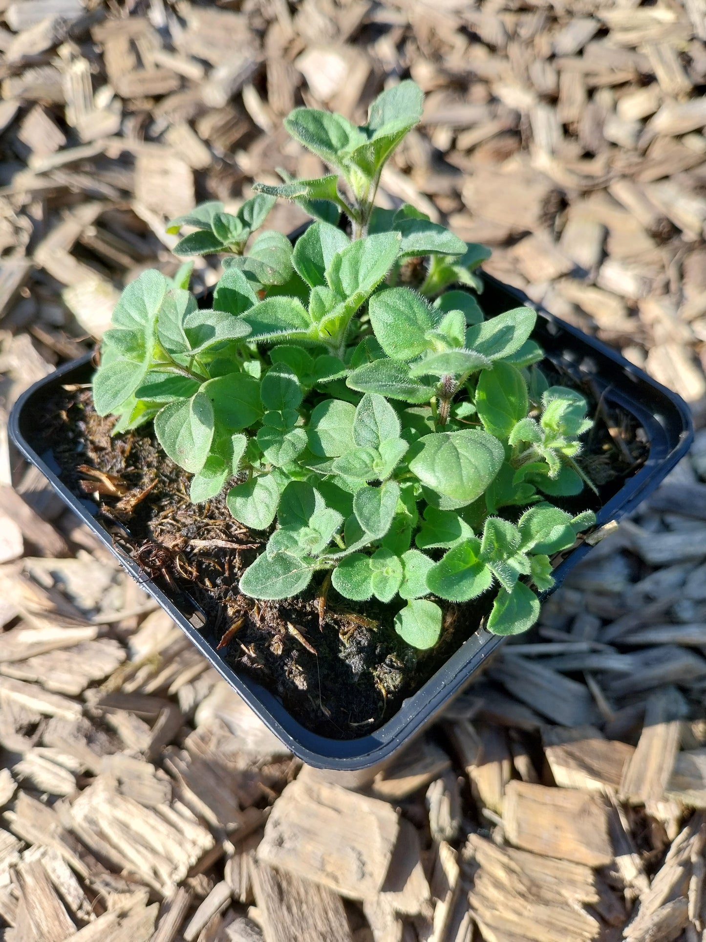 Calamintha nepeta Kleinblütige Bergminze