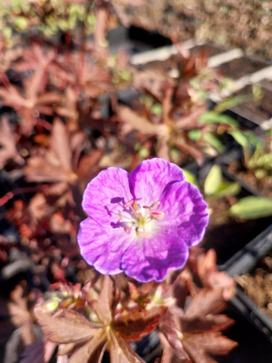 Geranium maculatum 'Schokoprinz' Braunblättriger Storchschnabel