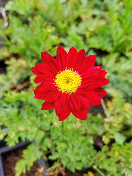 Tanacetum coccineum 'Robinsons Rot' Bunte Margerite