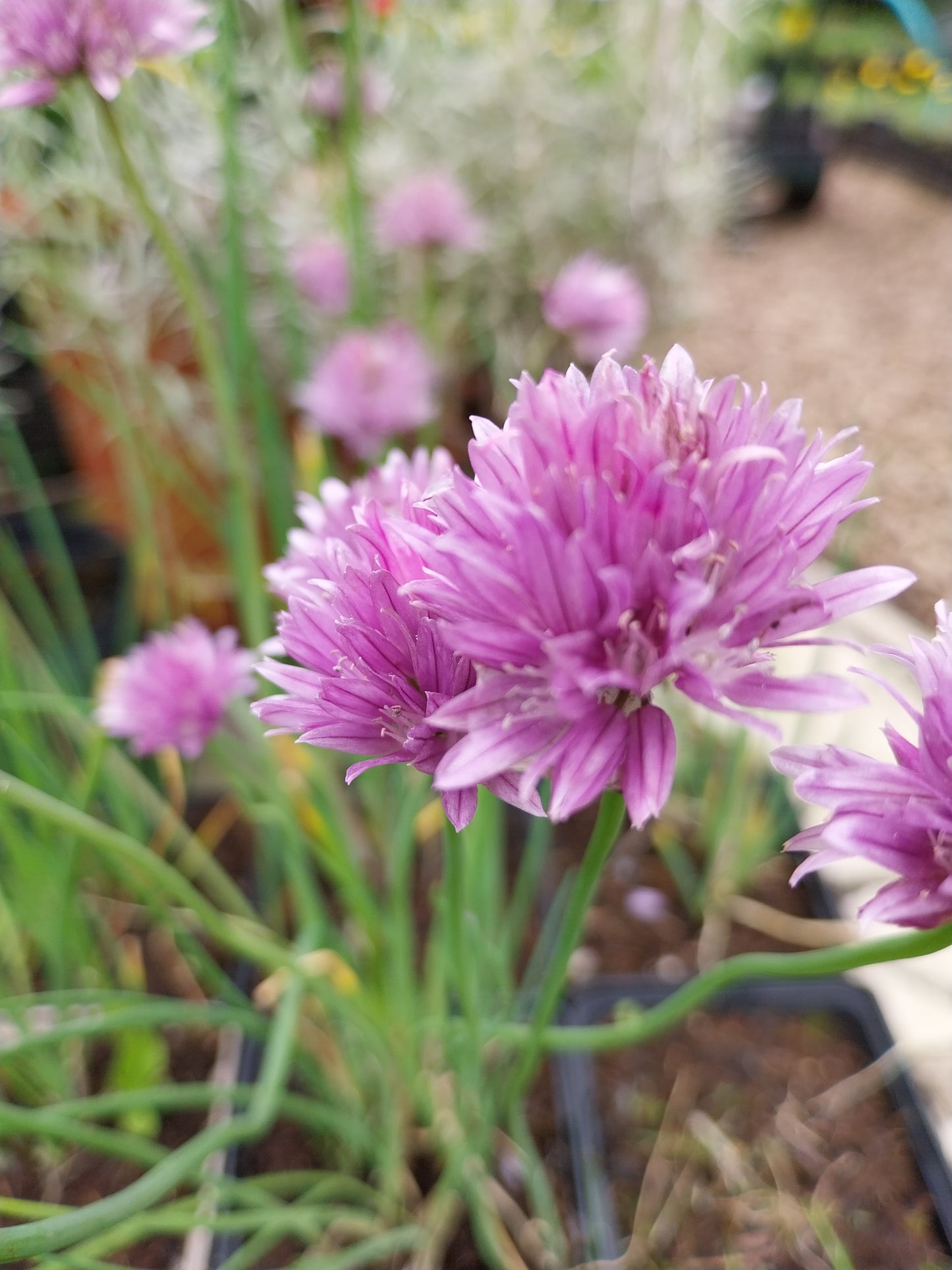 Allium schoenoprasum Schnittlauch