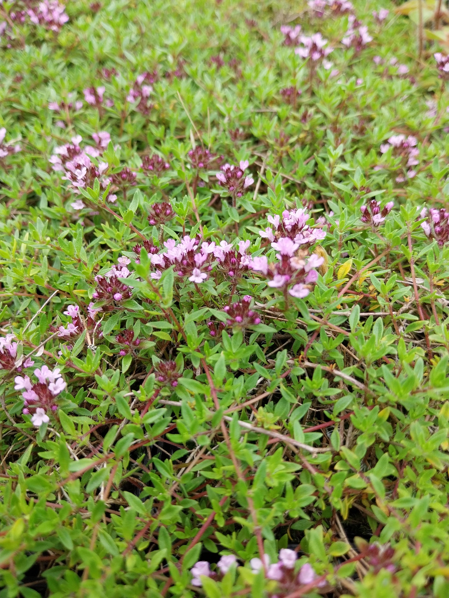 Thymus herba-barona var. citriodora Zitronen-Kümmel-Thymian