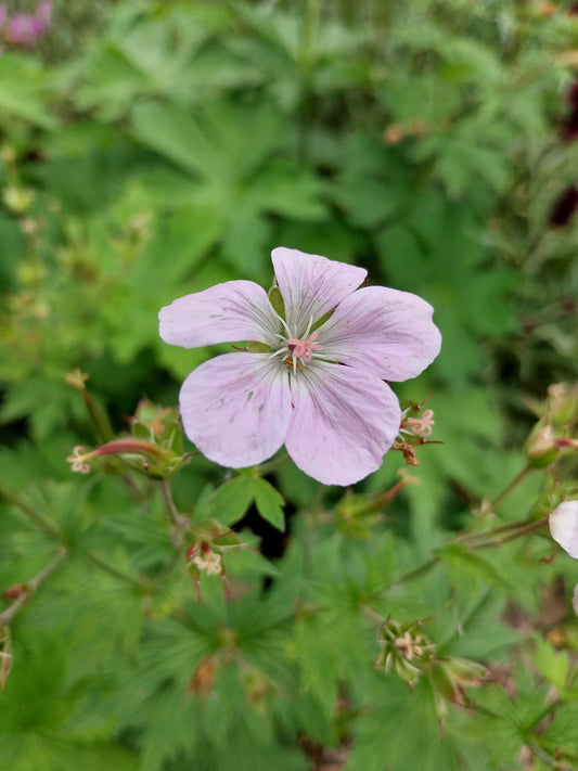 Geranium sylvaticum 'Roseum' Wald- Storchschnabel