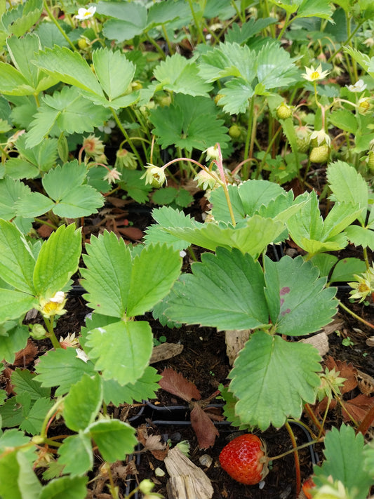 Fragaria x ananassa Erdbeere