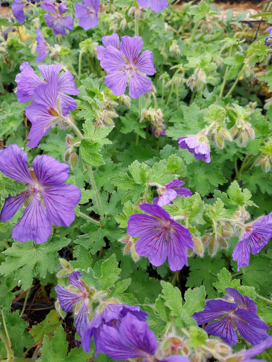 Geranium x magnificum 'Ernst Pagels' Prächtiger Storchschnabel