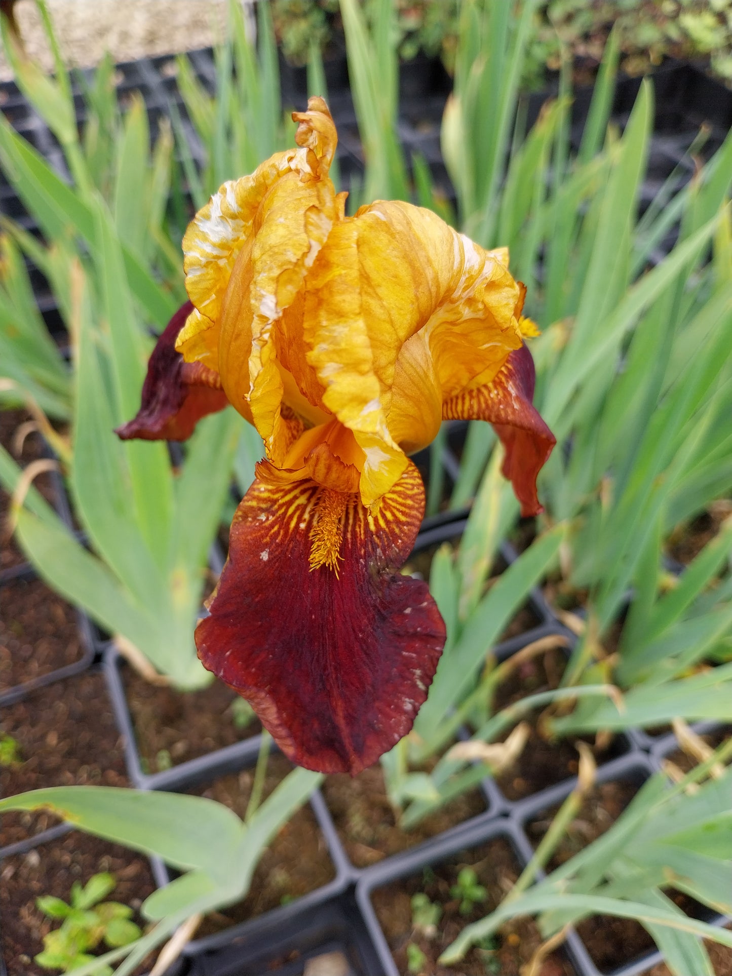 Iris × barbata-elatior 'Grand Chef' Hohe Schwertlilie