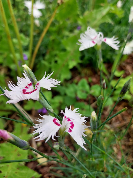 Dianthus spiculifolius Fransen-Nelke