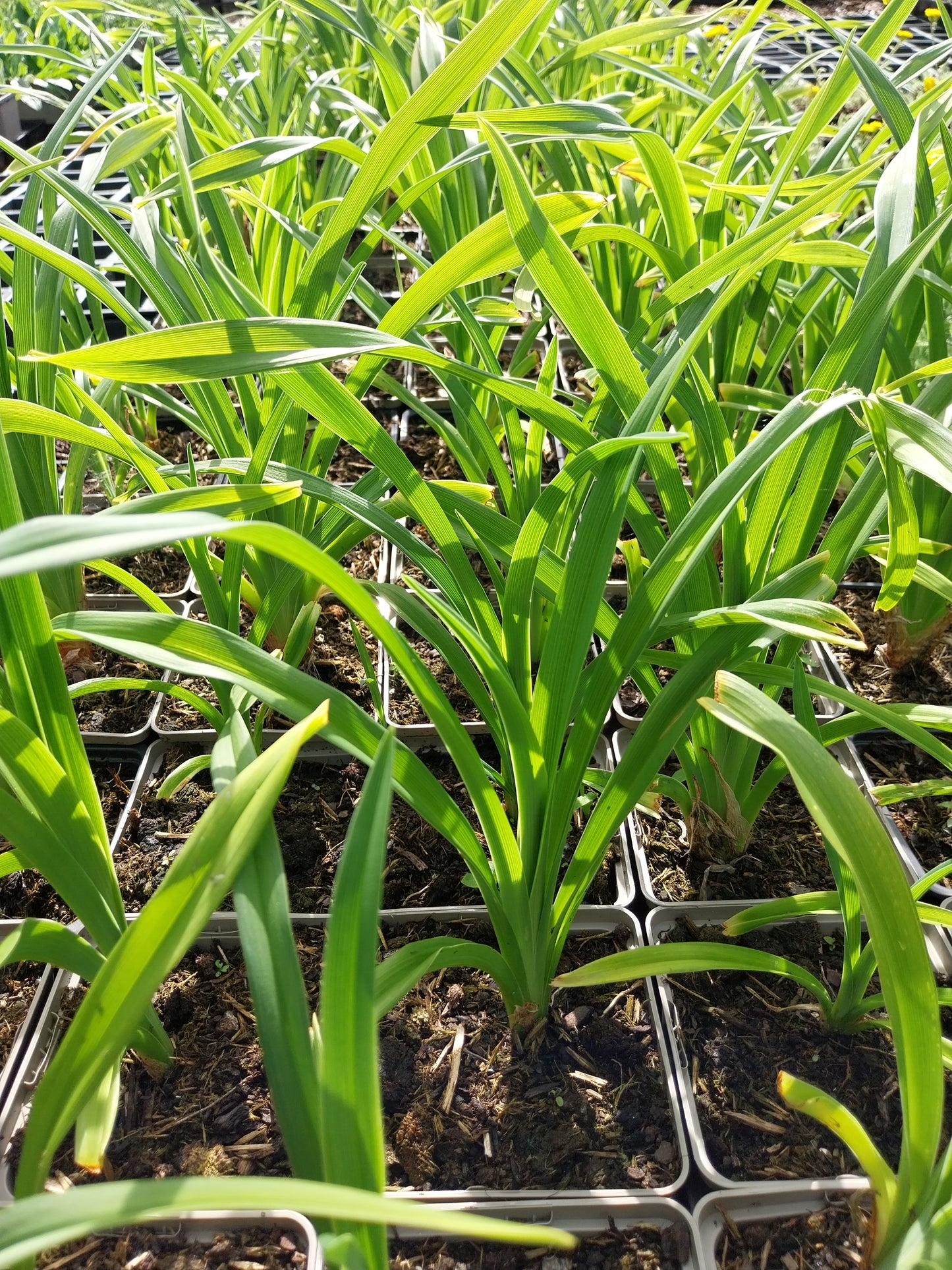Hemerocallis × cultorum Garten-Taglilie
