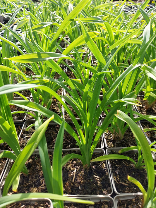 Hemerocallis × cultorum  Garten-Taglilie