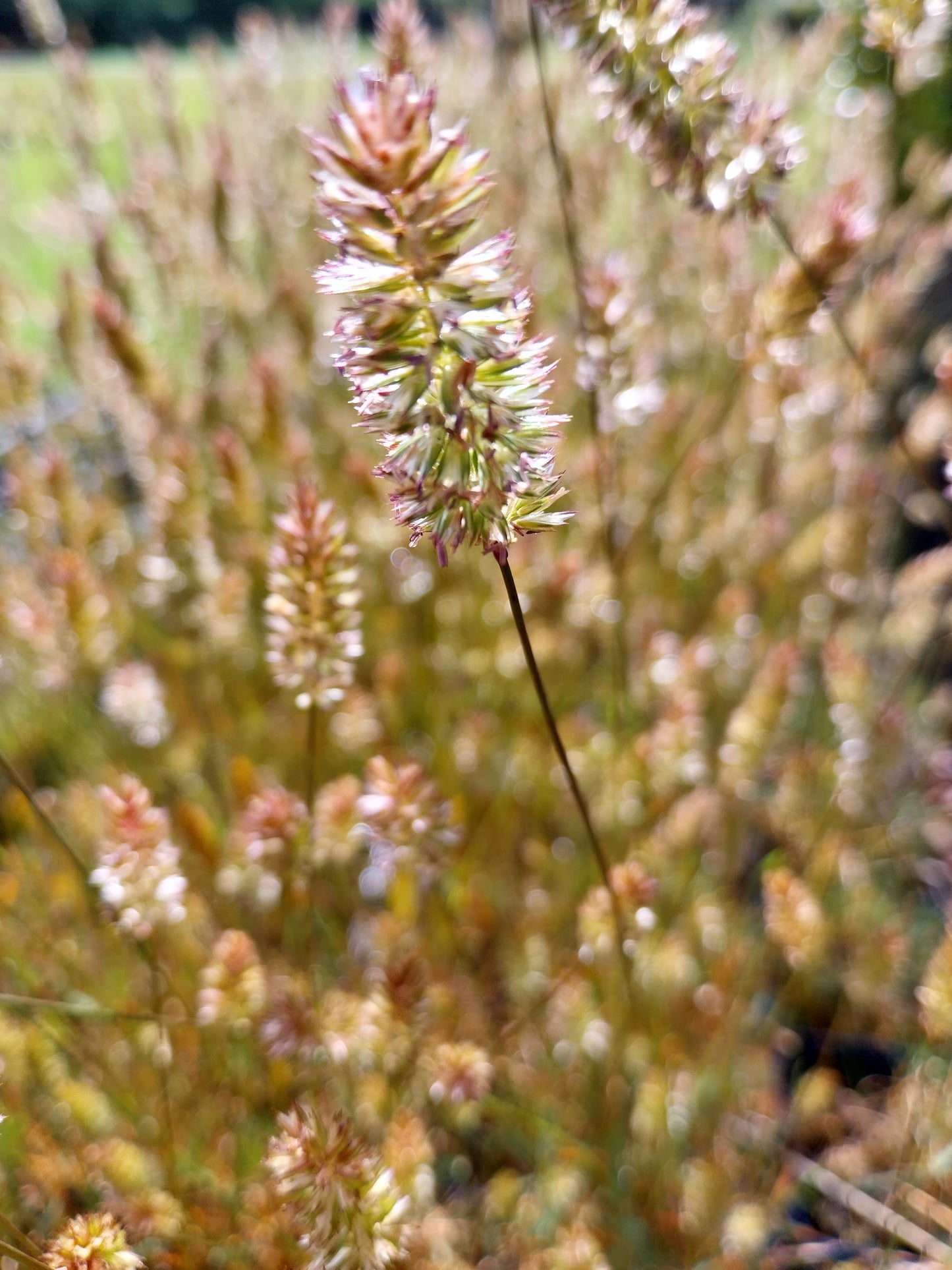 Koeleria glauca 'Lorsch' Blaugraues Schillergras