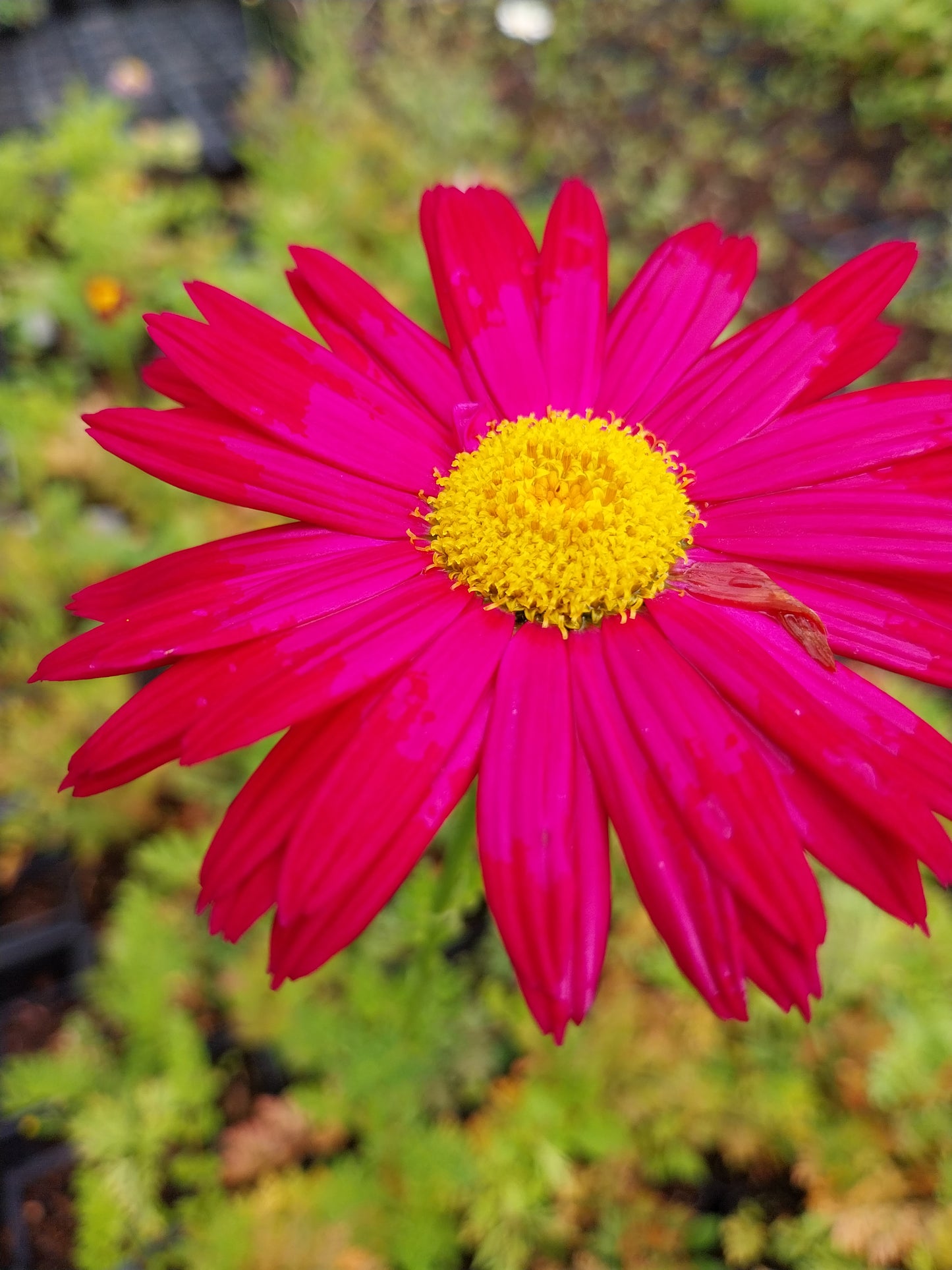 Tanacetum coccineum 'Robinsons Rot' Bunte Margerite